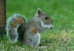 Grey Squirrel